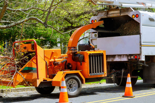 Best Leaf Removal  in Margate City, NJ