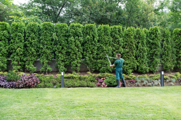 Professional  Tree Services in Margate City, NJ