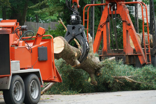 Why Choose Our Tree Removal Services in Margate City, NJ?