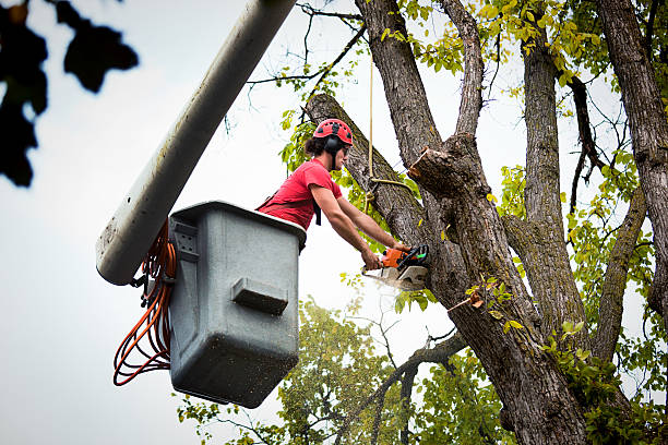 Best Storm Damage Tree Cleanup  in Margate City, NJ